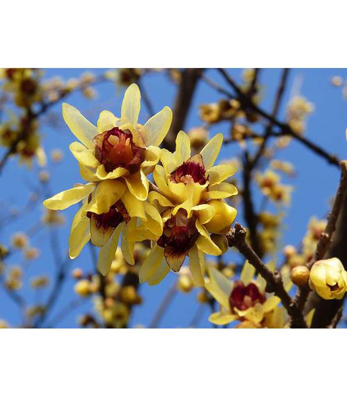 Chimonanthus praecox (Wintersweet)