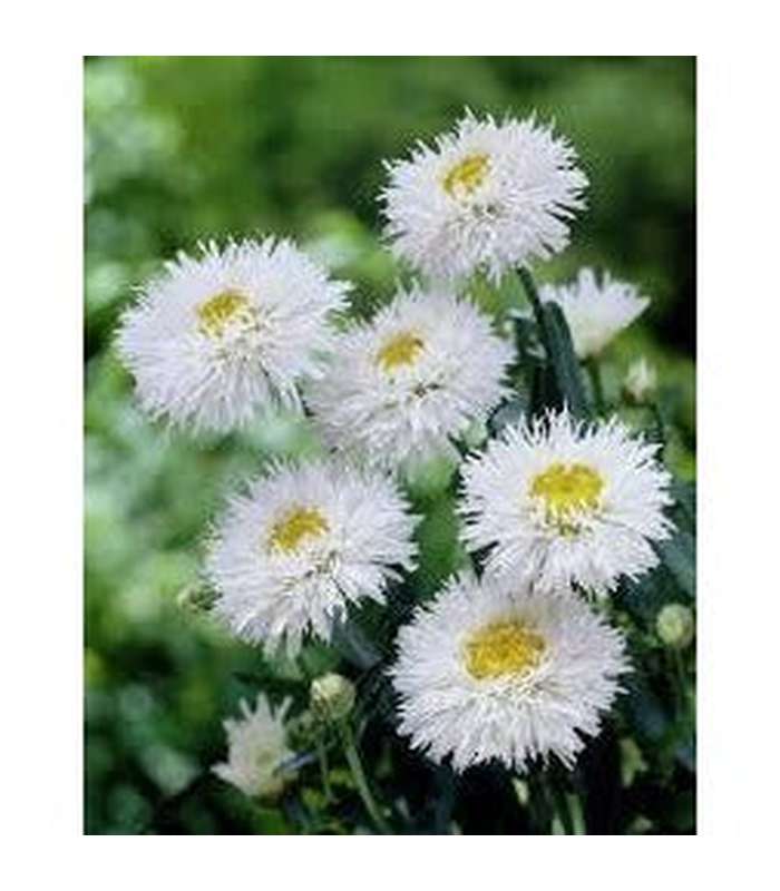 Chrysanthemum chiffon - Buy Cold Climate Plants Online Tablelands Nurseries