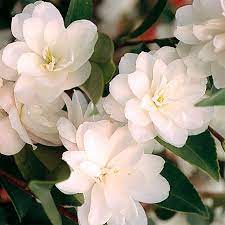 Camellia sasanqua (10 Varieties Available)