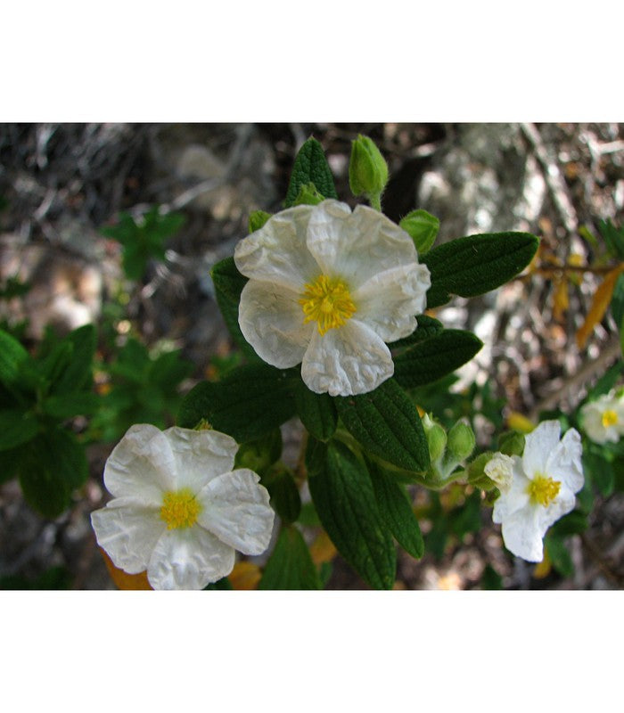 Cistus X cyprius (Elma) - Buy Cold Climate Plants Online Tablelands Nurseries