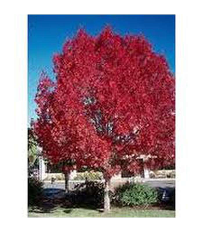 Fraxinus oxycarpa Raywoodii - Buy Cold Climate Plants Online Tablelands Nurseries