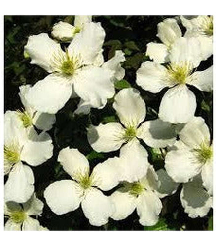 Clematis montana (2 Varieties Available) - Buy Cold Climate Plants Online Tablelands Nurseries