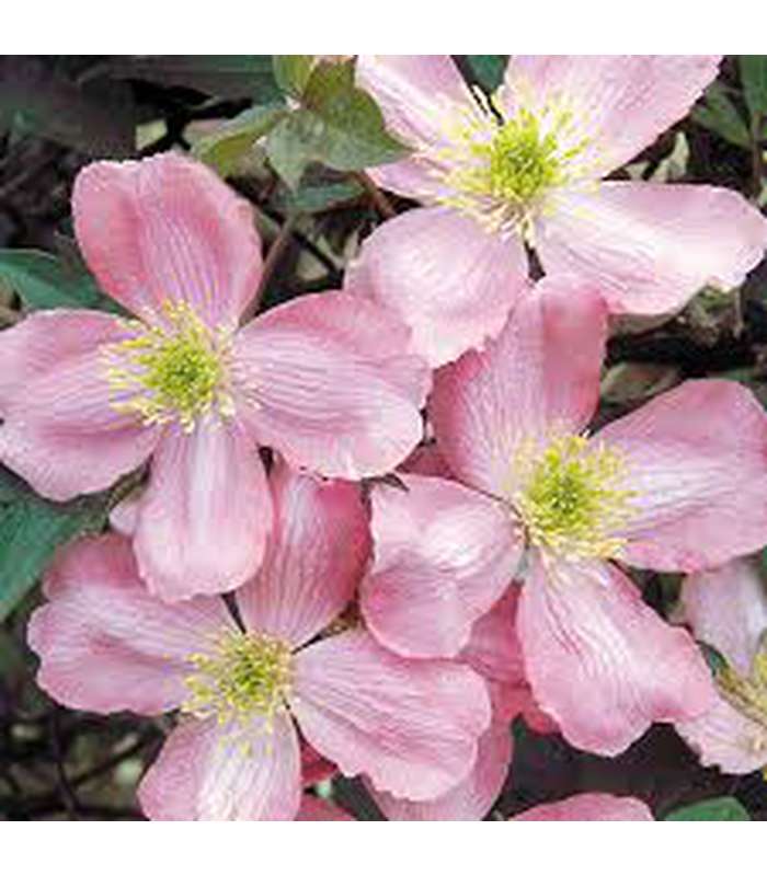 Clematis montana (2 Varieties Available) - Buy Cold Climate Plants Online Tablelands Nurseries