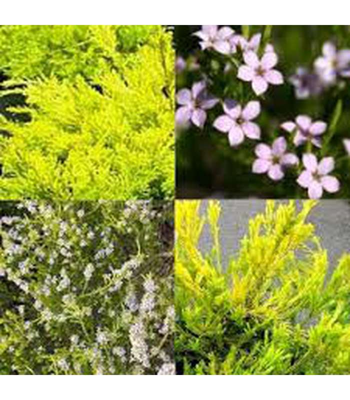 Coleonema pulchrum Aurea (Golden Diosma) - Buy Cold Climate Plants Online Tablelands Nurseries