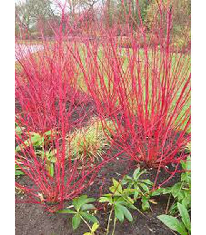 Cornus alba sibirica (Dogwood) - Buy Cold Climate Plants Online Tablelands Nurseries