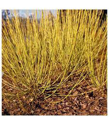 Cornus sericea flaviramea - Yellow Stem Dogwood - Buy Cold Climate Plants Online Tablelands Nurseries