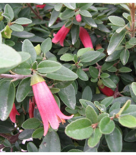 Correa 'dusky bells' - Buy Cold Climate Plants Online Tablelands Nurseries
