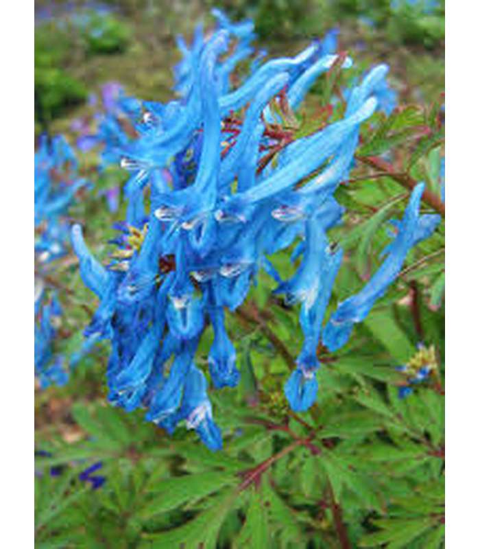 Corydalis flexuosa ‘Porcelain Blue’ - Buy Cold Climate Plants Online Tablelands Nurseries