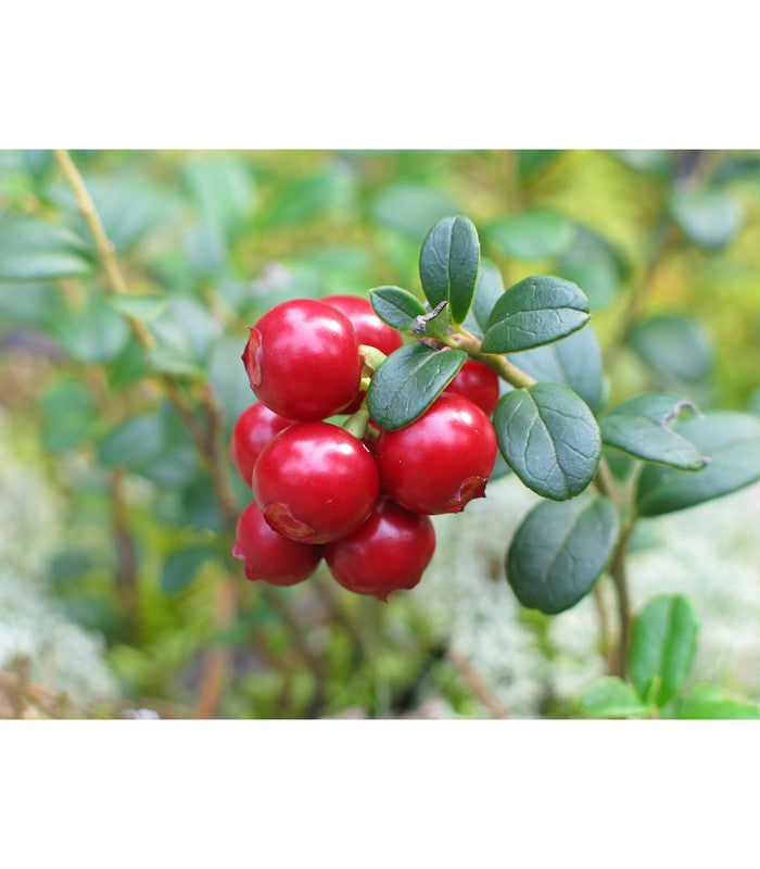Cranberry - Buy Cold Climate Plants Online Tablelands Nurseries