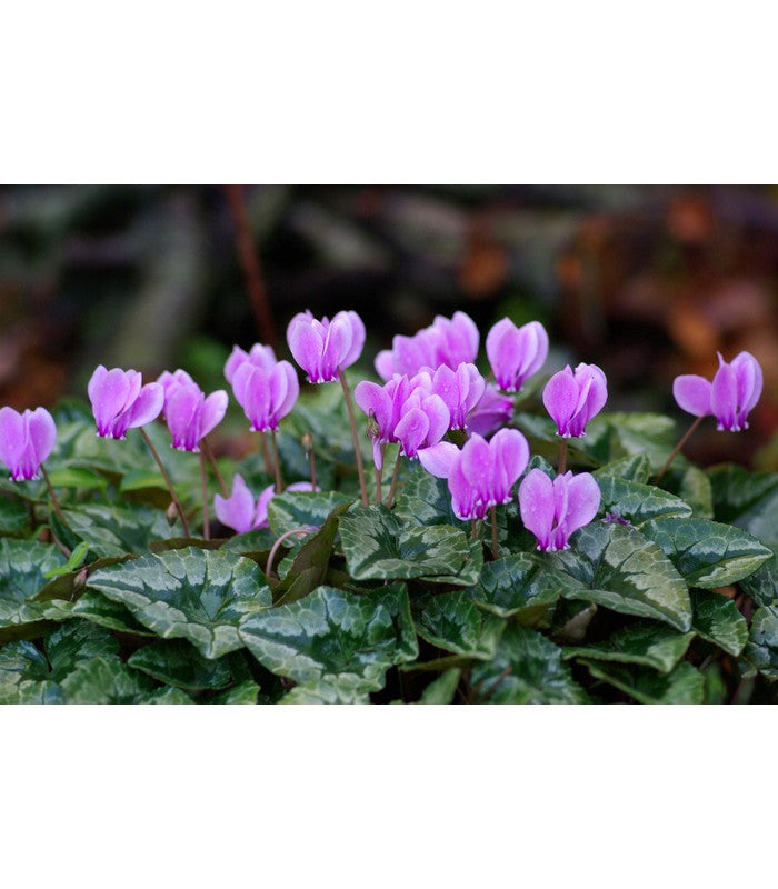 Cyclamen hederifolium - Buy Cold Climate Plants Online Tablelands Nurseries