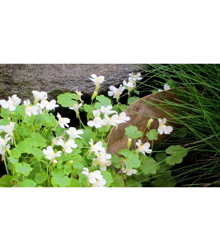 Cymbalaria (2 Varieties Available) - Buy Cold Climate Plants Online Tablelands Nurseries