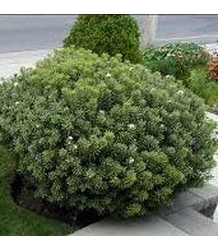 Daphne burkwoodii variegata