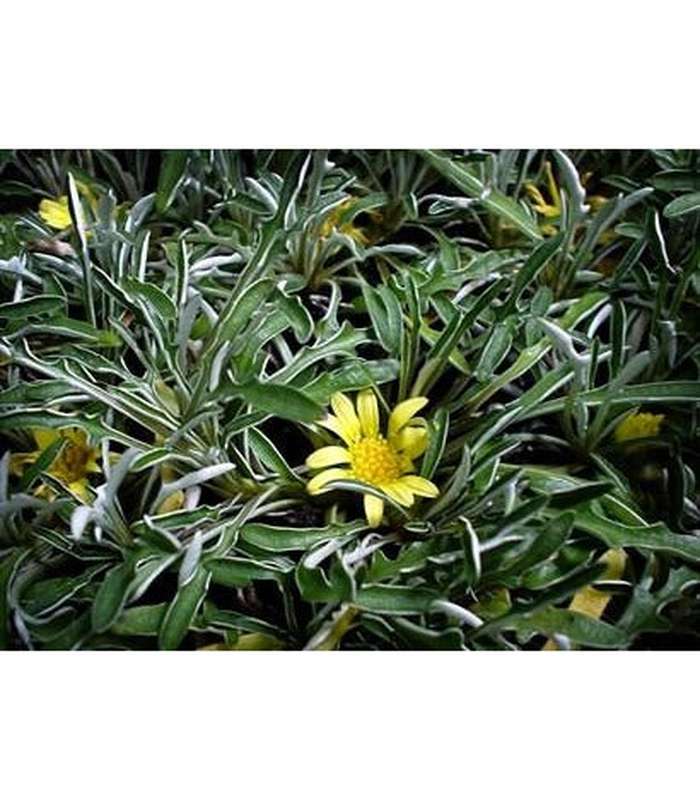 Diamondia margaretae - Buy Cold Climate Plants Online Tablelands Nurseries