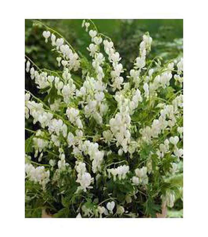 Dicentra spectabalis Alba (White Bleeding Heart) - Buy Cold Climate Plants Online Tablelands Nurseries