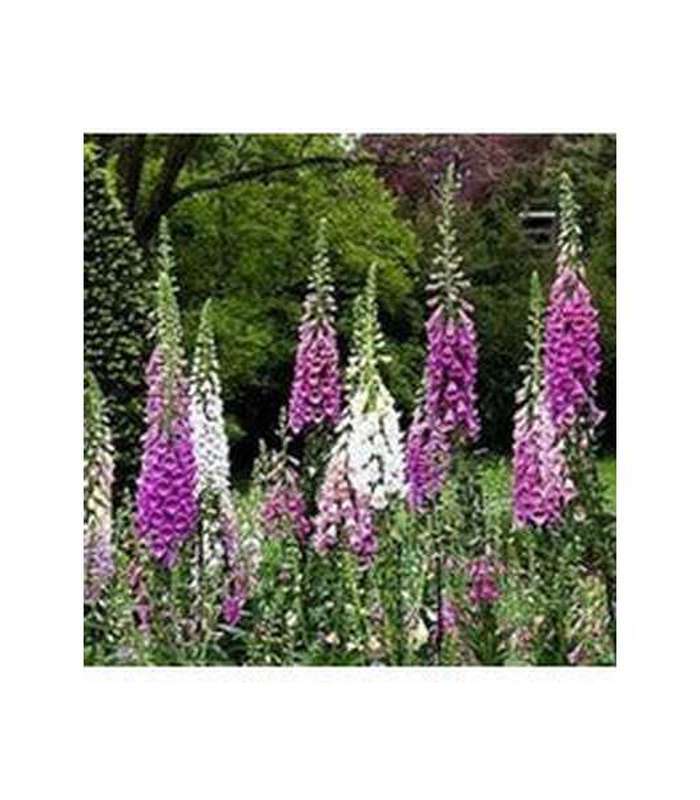 Digitalis purpurea (Dalmation Mix) - Buy Cold Climate Plants Online Tablelands Nurseries