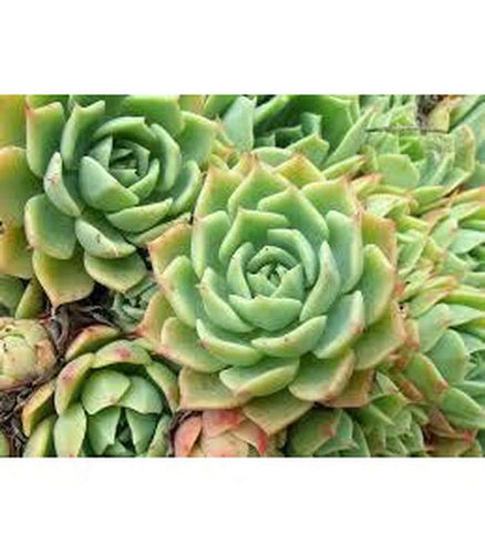 Echiveria spp. (3 Varieties Available) - Buy Cold Climate Plants Online Tablelands Nurseries