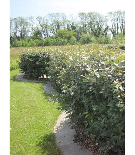 Eleagnus ebbingii (Silverberry) - Buy Cold Climate Plants Online Tablelands Nurseries