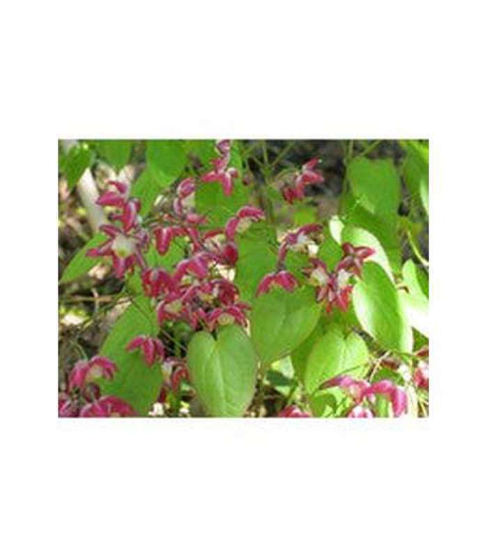 Epimedium spp. (4 Varieties Available) - Buy Cold Climate Plants Online Tablelands Nurseries