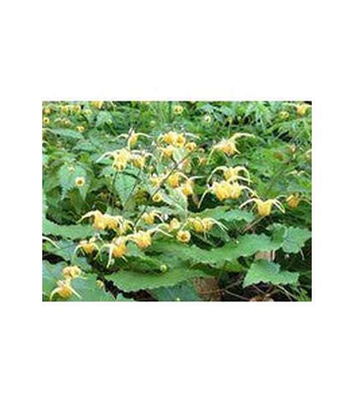 Epimedium spp. (4 Varieties Available)