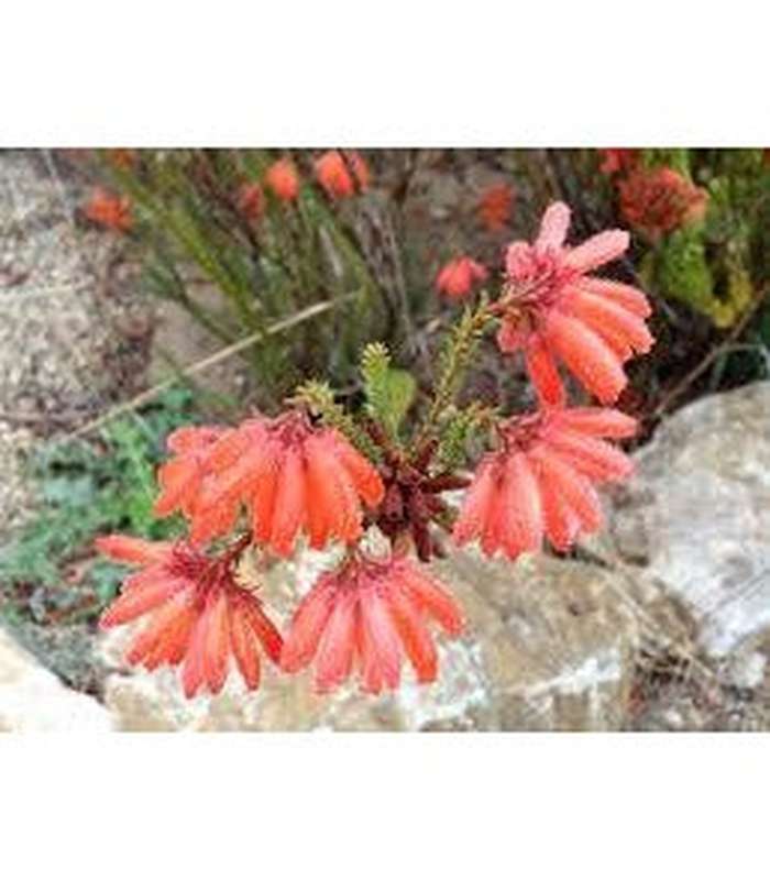 Erica cerinthoides (Red Hairy Heath) - Buy Cold Climate Plants Online Tablelands Nurseries
