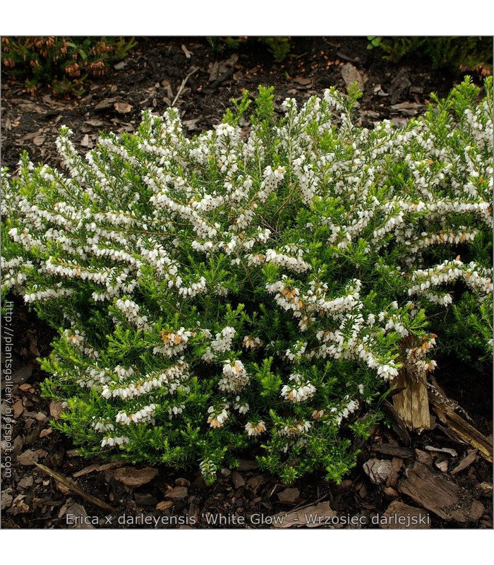 Erica carnea (2 Varieties Available) - Buy Cold Climate Plants Online Tablelands Nurseries