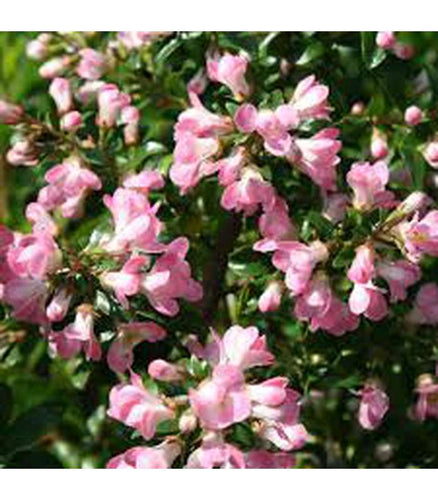 Escallonia (2 Varieties Available) - Buy Cold Climate Plants Online Tablelands Nurseries