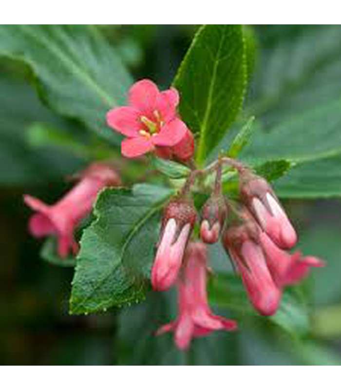 Escallonia compacta (2 Varieties Available) - Buy Cold Climate Plants Online Tablelands Nurseries