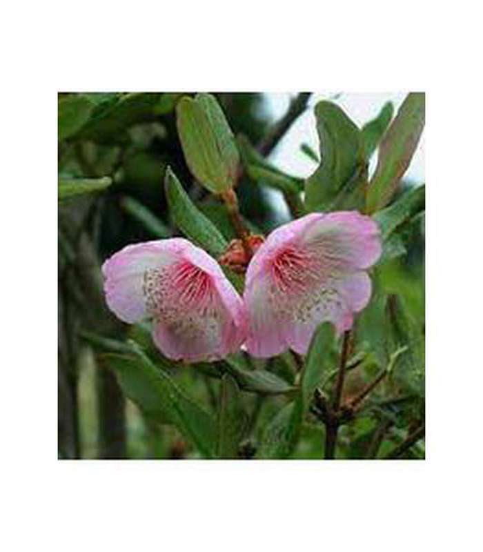Eucryphia (3 Varieties Available)