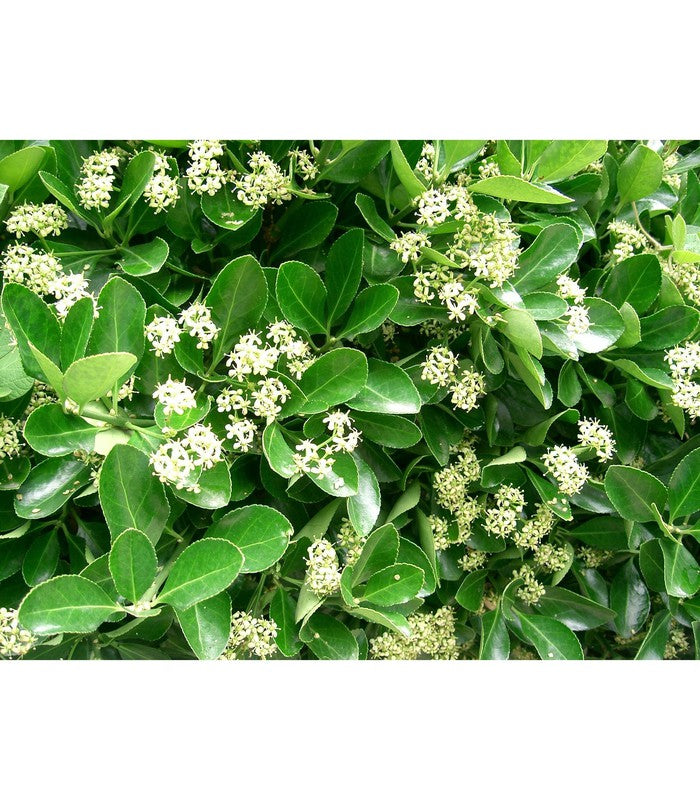 Euonymus japonicus (Japanese Spindlebush) - Buy Cold Climate Plants Online Tablelands Nurseries
