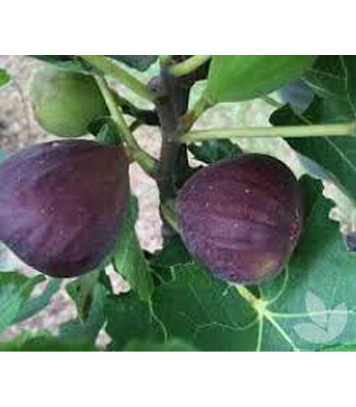 Fig (Black Genoa) - Buy Cold Climate Plants Online Tablelands Nurseries
