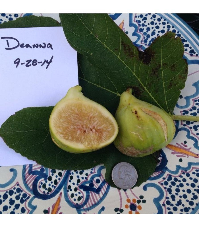 Fig (6 varieties available)