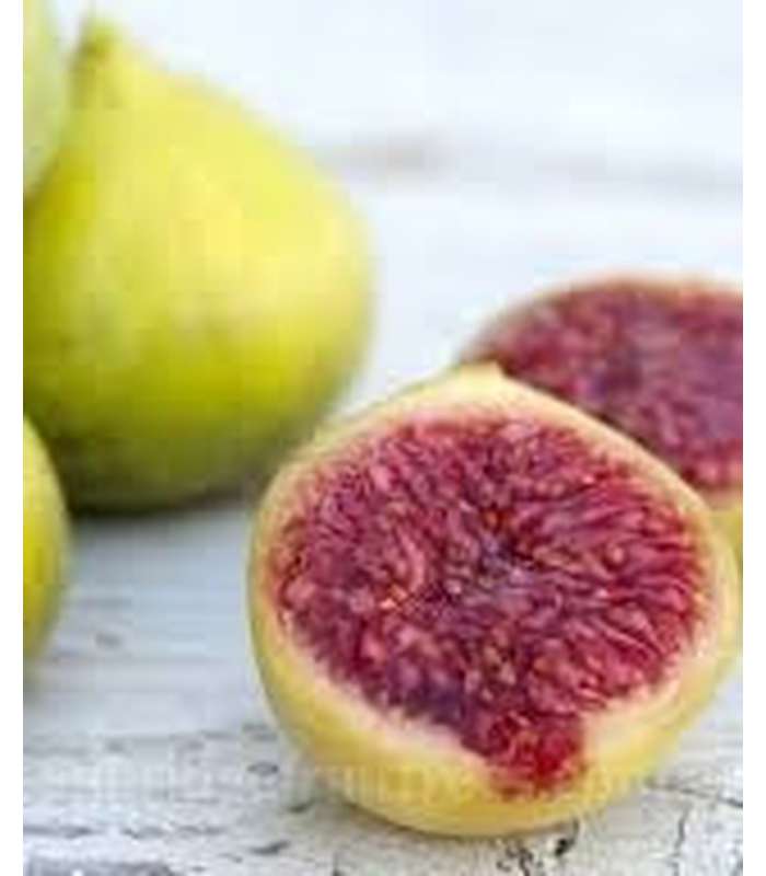 Fig (6 varieties available)