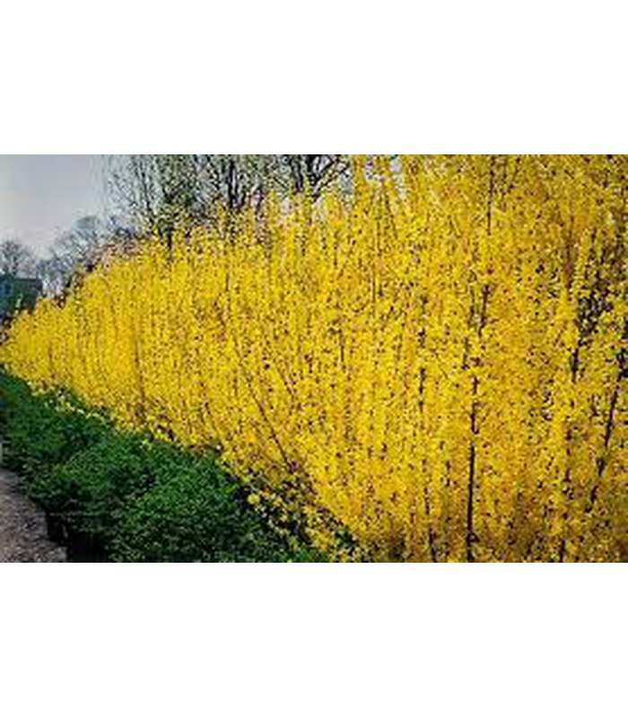Forsythia x intermedia Lynwood Gold - Buy Cold Climate Plants Online Tablelands Nurseries