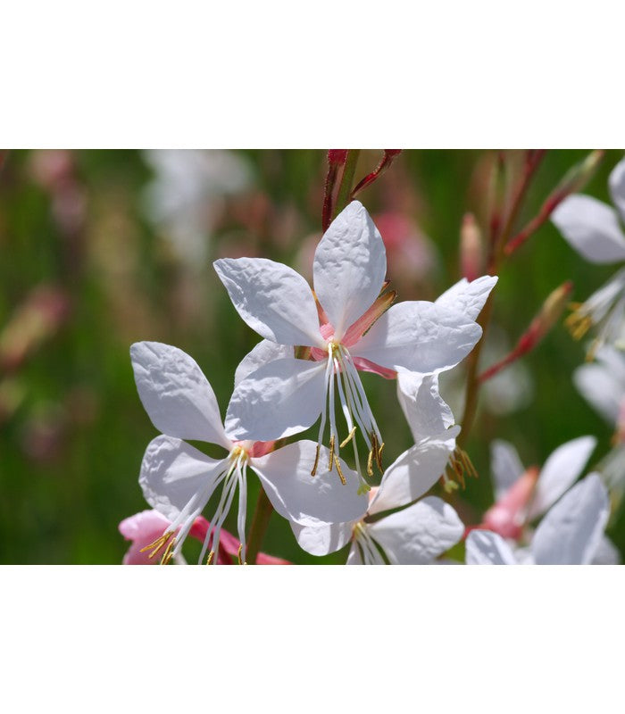 Gaura (2 Varieties Available) - Buy Cold Climate Plants Online Tablelands Nurseries
