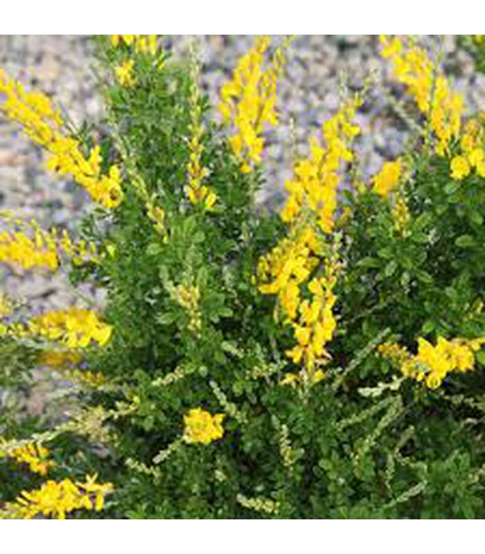 Genista Yellow Imp - Buy Cold Climate Plants Online Tablelands Nurseries