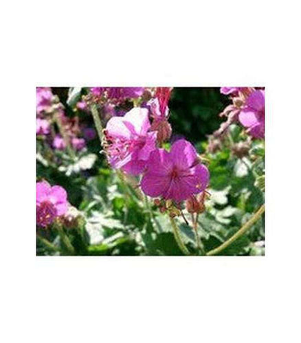 Geranium macrorrhizum (Ingwersen's Variety) - Buy Cold Climate Plants Online Tablelands Nurseries