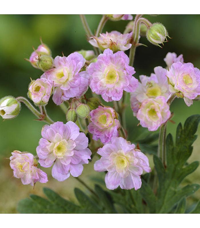 Geranium pratense (Summer Skies) - Buy Cold Climate Plants Online Tablelands Nurseries