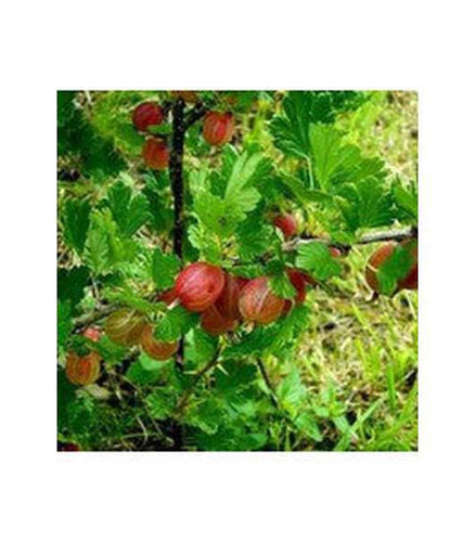 Gooseberry (Roaring Lion) - Buy Cold Climate Plants Online Tablelands Nurseries