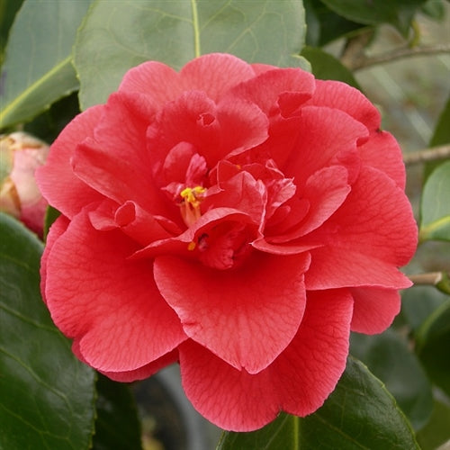Yoi Machi - Cam Too Camellia Nursery