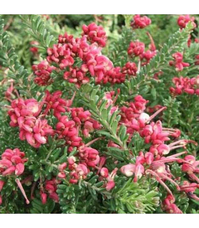 Grevillea 'Mt Tamboritha' - Buy Cold Climate Plants Online Tablelands Nurseries