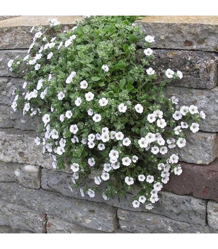 Gypsophela repens (2 varieties available)