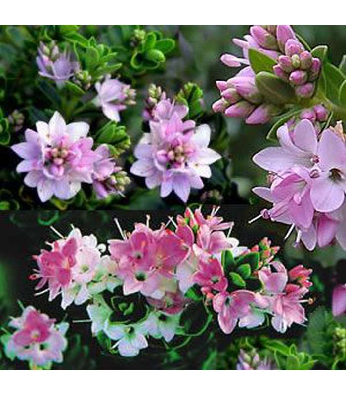 Hebe (5 Varieties Available) - Buy Cold Climate Plants Online Tablelands Nurseries