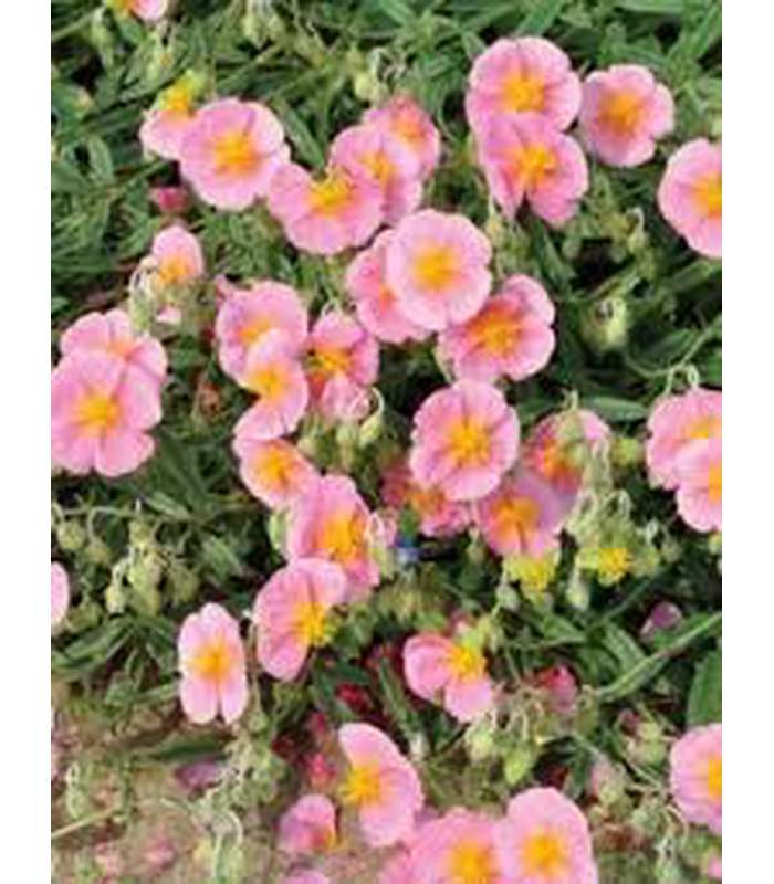 Helianthemum (3 Varieties Available) - Buy Cold Climate Plants Online Tablelands Nurseries