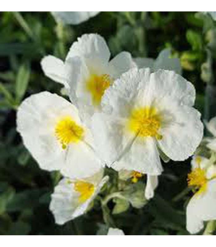 Helianthemum (3 Varieties Available) - Buy Cold Climate Plants Online Tablelands Nurseries