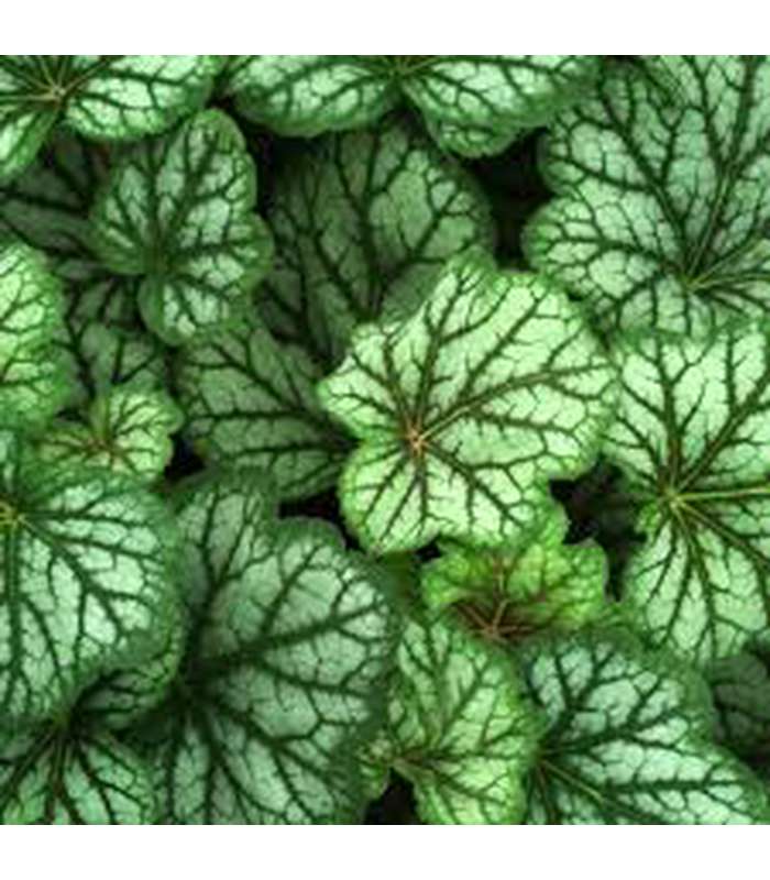 Heuchera (4 Varieties Available) - Buy Cold Climate Plants Online Tablelands Nurseries
