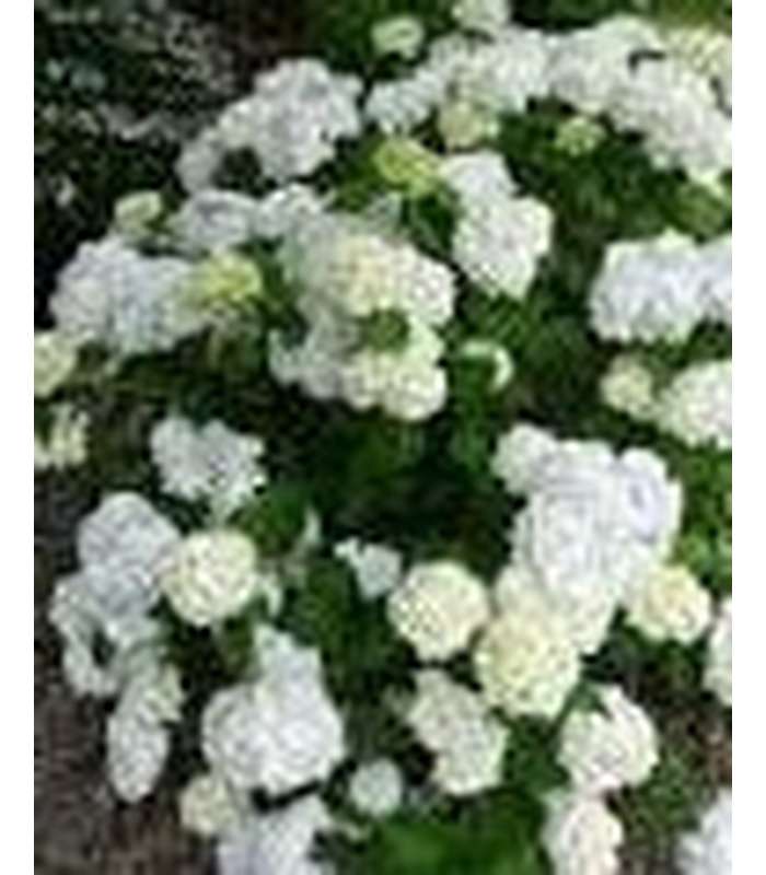 Hydrangea macrophylla (10 Varieties Available)