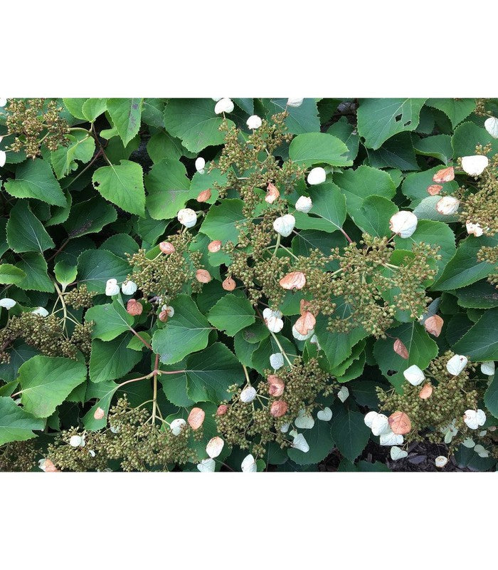 Hydrangea Climbing - Buy Cold Climate Plants Online Tablelands Nurseries