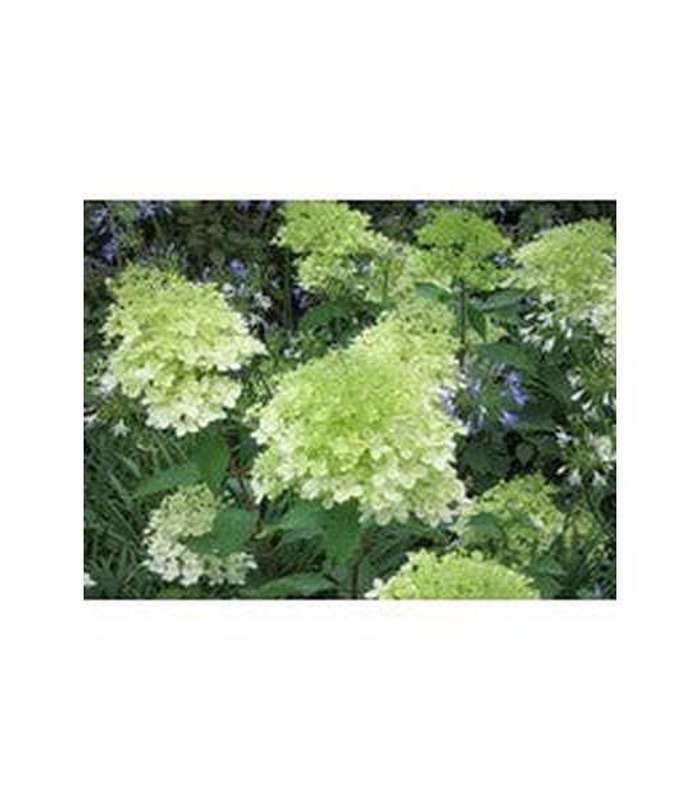 Hydragea paniculata (3 Varieties Available) - Buy Cold Climate Plants Online Tablelands Nurseries