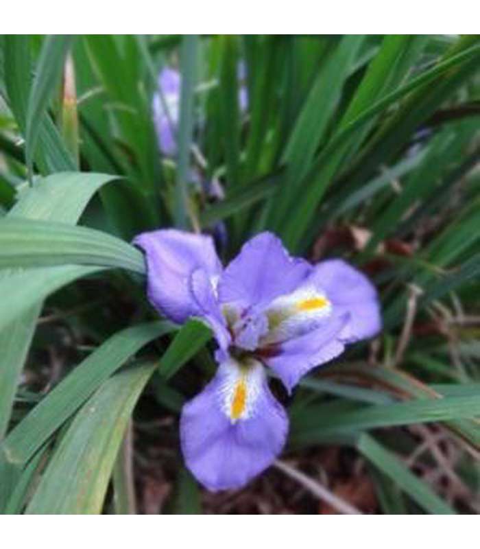 Iris unguicularis (Winter Iris) - Buy Cold Climate Plants Online Tablelands Nurseries