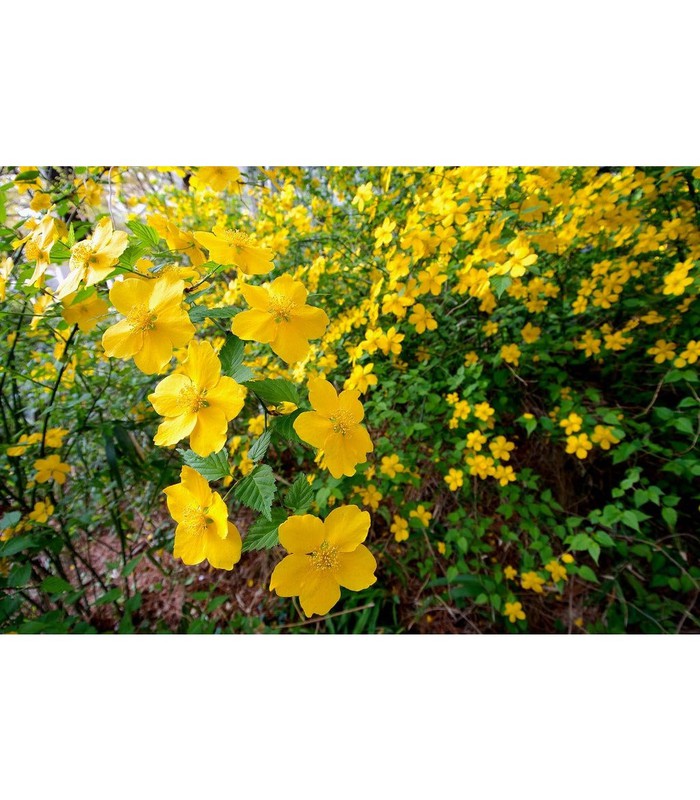 Kerria japonica (Pleniflora) - Buy Cold Climate Plants Online Tablelands Nurseries